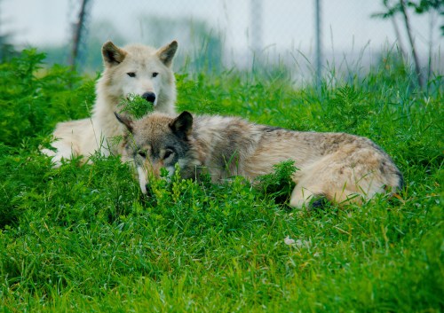 Two wolves resting in a grassy area, one lying down and the other sitting behind, surrounded by green foliage.