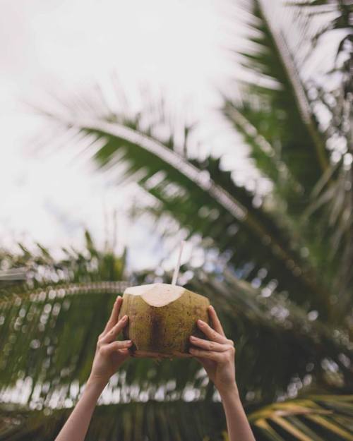 A pair of hands holds a coconut against a backdrop of palm leaves and a cloudy sky.