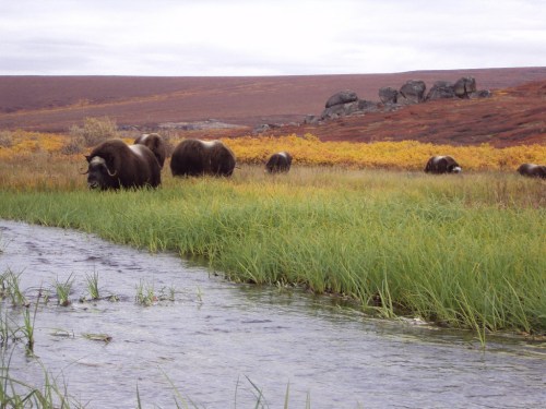 A herd of muskoxen grazing near a river, surrounded by colorful autumn foliage and rocky terrain.