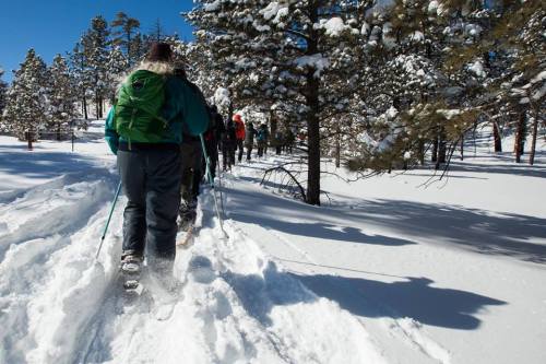 A group of people snowshoeing through a snowy forest trail surrounded by tall trees.