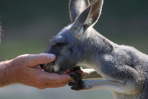 A close-up of a kangaroo gently eating from a person's hand in a natural setting.