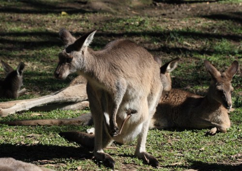 A kangaroo stands on grass, surrounded by other kangaroos resting in a sunny, natural setting.