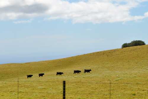 A line of black cows grazing on a grassy hillside under a partly cloudy sky.