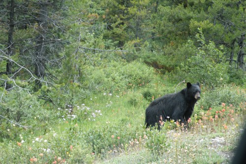 A black bear stands in a lush green forest, surrounded by wildflowers and trees.