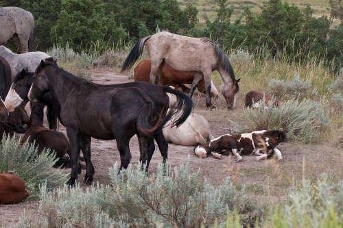 A group of horses resting in a grassy area, some lying down and others standing among shrubs.