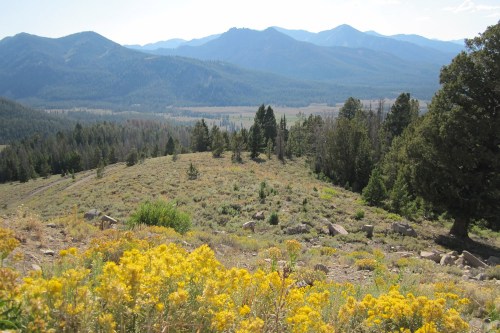 A scenic view of mountains in the background, with a foreground of yellow wildflowers and lush green trees.