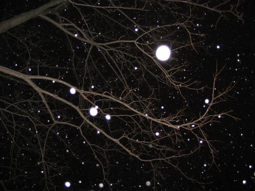 Snowflakes gently fall through dark branches against a night sky, creating a serene winter scene.