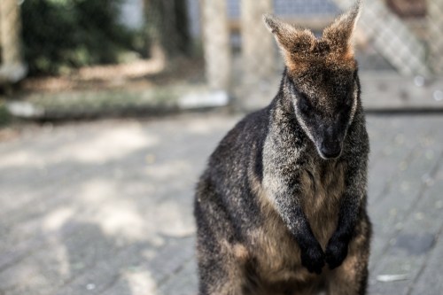 A wallaby stands on a path, looking down with its paws clasped together, surrounded by greenery.