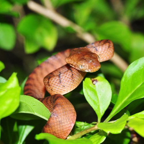 A brown snake coiled on green leaves, blending into its natural surroundings.