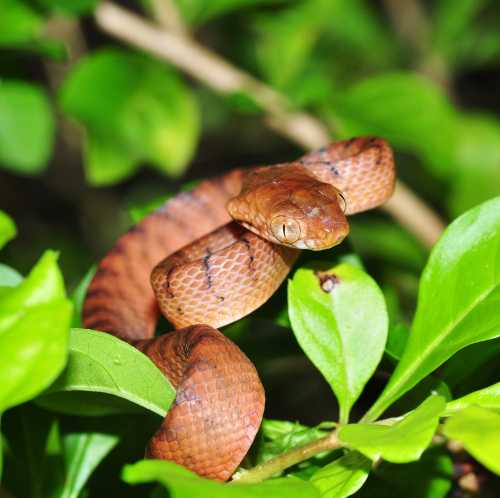 A brown snake coiled on green leaves, blending into its natural surroundings.