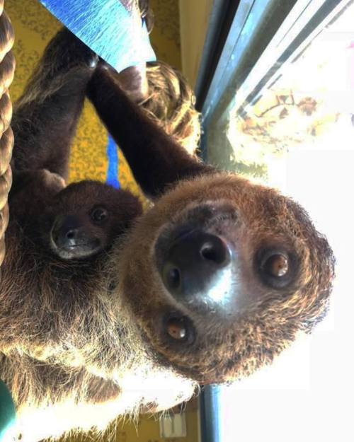 A sloth hangs from a branch, with a baby sloth nestled close to its side, both looking curiously at the camera.