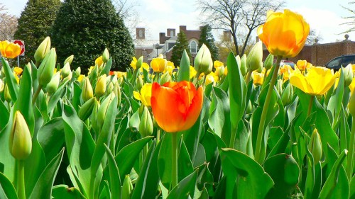 A vibrant field of tulips in various colors, including orange and yellow, surrounded by lush green leaves.