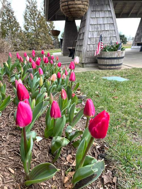 A row of pink and white tulips blooming in a garden near a wooden structure and American flags.