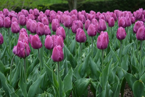 A vibrant field of purple tulips with lush green leaves, creating a colorful floral display.