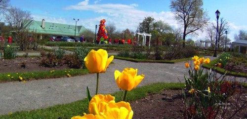A vibrant garden scene featuring yellow tulips in the foreground and colorful decorations in the background.