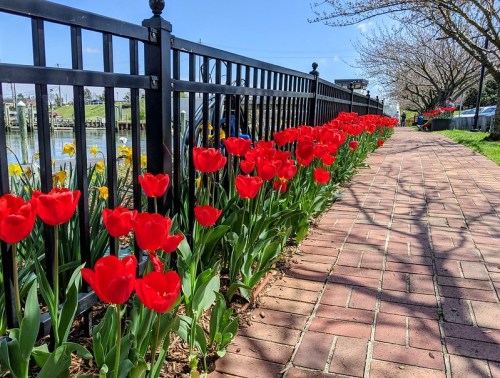 A brick pathway lined with vibrant red tulips and a black fence, beside a calm waterway and trees in the background.