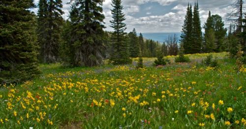 A vibrant meadow filled with colorful wildflowers, surrounded by tall evergreen trees under a cloudy sky.