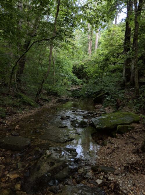 A serene forest scene featuring a narrow stream surrounded by lush greenery and rocky terrain.