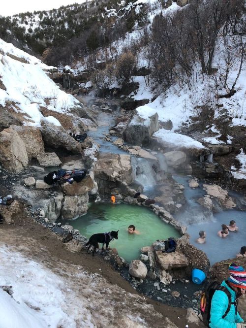 A natural hot spring surrounded by snow, with people relaxing in the water and a dog nearby.