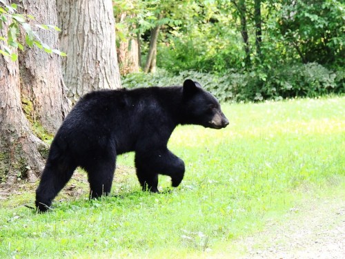 A black bear walking on grass near trees in a lush, green forest.