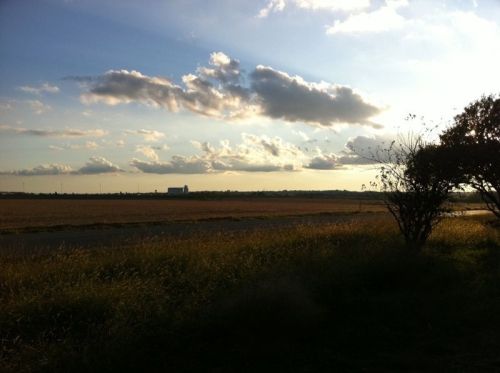A serene landscape featuring a field, distant buildings, and a cloudy sky during sunset.