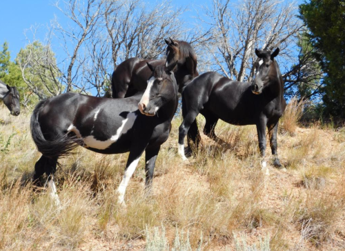 Three black horses with white markings stand on a hillside among dry grass and sparse trees under a clear blue sky.