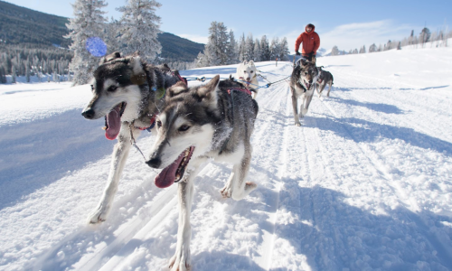A person in a red jacket mushing a team of sled dogs through a snowy landscape with trees in the background.
