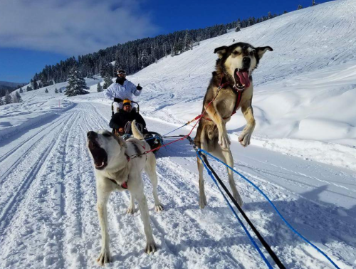 A dog sled team races through snowy terrain, with one dog leaping excitedly and a person riding in the sled behind.