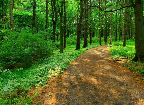 A serene forest path winding through lush green trees and foliage, with sunlight filtering through the leaves.
