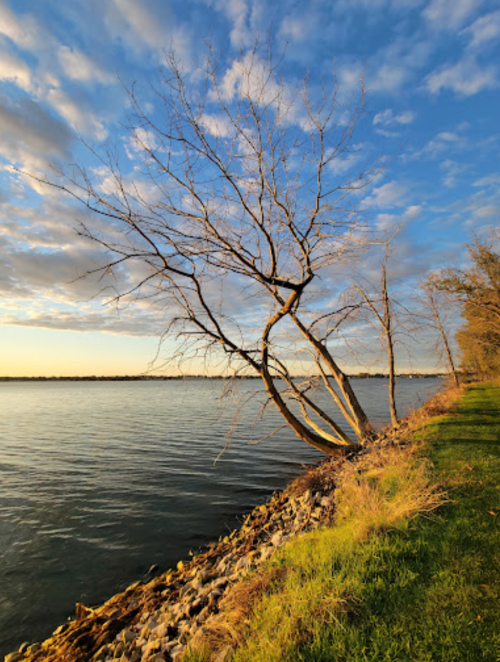 A bare tree leans over a calm river, with a grassy bank and a blue sky filled with clouds at sunset.