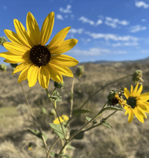 A close-up of a bright yellow sunflower against a blue sky with wispy clouds and a blurred landscape in the background.