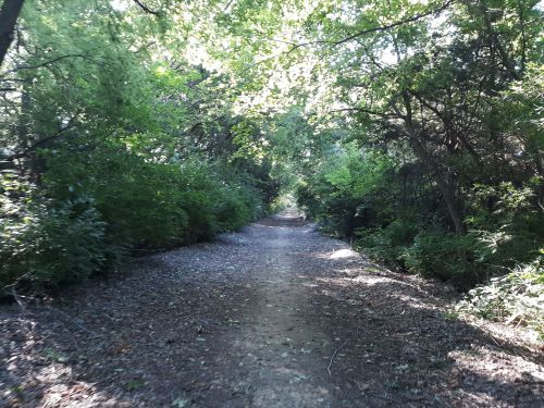 A serene dirt path surrounded by lush greenery and trees, leading into a peaceful forested area.
