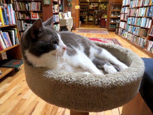 A gray and white cat lounges on a cozy perch in a bookstore, surrounded by shelves of books.