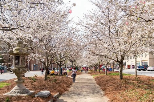 A scenic pathway lined with blooming cherry blossom trees, with people walking and enjoying the spring day.