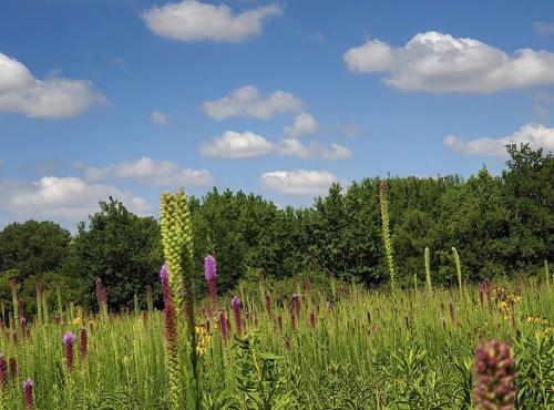 A vibrant field of wildflowers under a blue sky with fluffy clouds and green trees in the background.