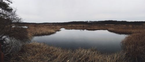 A tranquil wetland scene with still water, surrounded by tall grasses and a cloudy sky in the background.