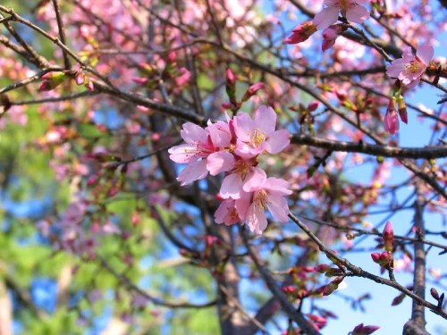 Close-up of pink cherry blossoms on branches against a blue sky, with green foliage in the background.