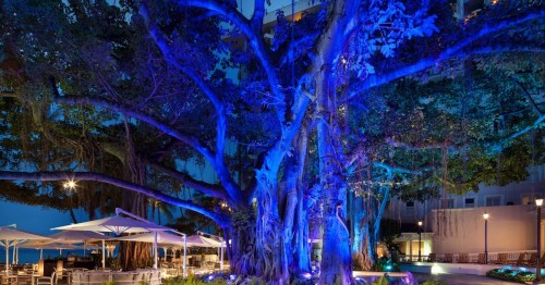 A large tree illuminated in blue light at night, surrounded by outdoor seating and a serene atmosphere.