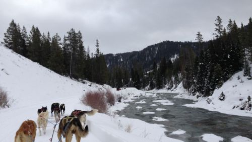 A snowy landscape with a river and trees, featuring several dogs on a leash walking along a path.