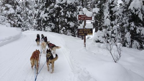 A team of sled dogs pulls a sled along a snowy path, with a sign for Granite Hot Springs nearby.