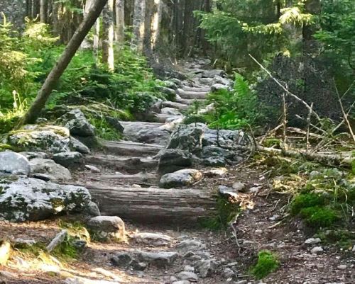 A rocky forest trail surrounded by greenery and trees, leading through a natural landscape.