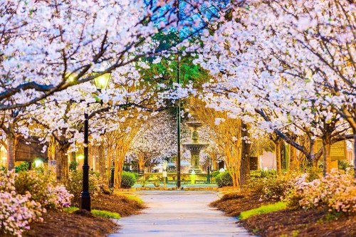 A serene park pathway lined with blooming cherry blossom trees and a fountain in the background, illuminated by street lamps.