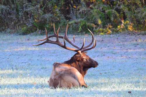 A majestic elk with large antlers rests on frosty grass in a serene natural setting.