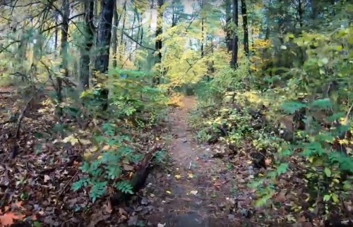 A serene forest path surrounded by trees and colorful autumn foliage.