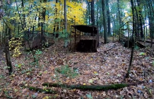 A forest scene with colorful autumn leaves, featuring a small shelter among fallen leaves and trees.