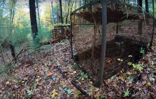 Abandoned wire cages in a forest, surrounded by fallen leaves and trees, with autumn colors in the background.