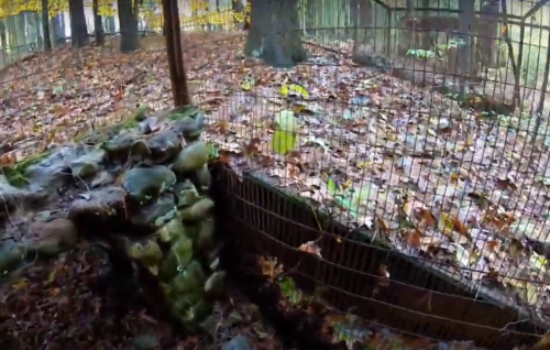 A forest scene with wet leaves, rocks, and a wire fence, suggesting a natural habitat or enclosure.