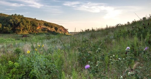 A serene landscape featuring wildflowers and grassy hills under a clear sky at sunset.