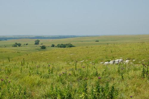 A wide, open landscape of green grass and scattered wildflowers under a clear blue sky.