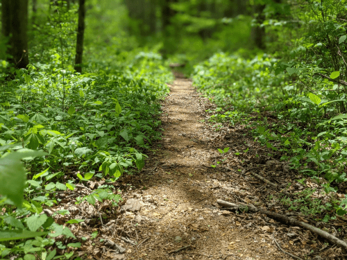 A narrow dirt path winding through a lush green forest, surrounded by dense foliage and sunlight filtering through trees.